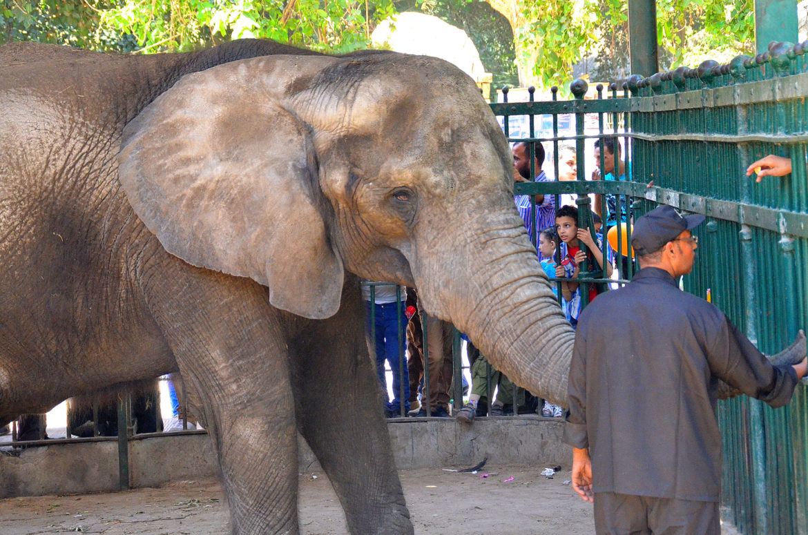 حديقة الحيوان بالجيزة